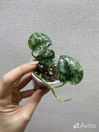 Сциндапсус