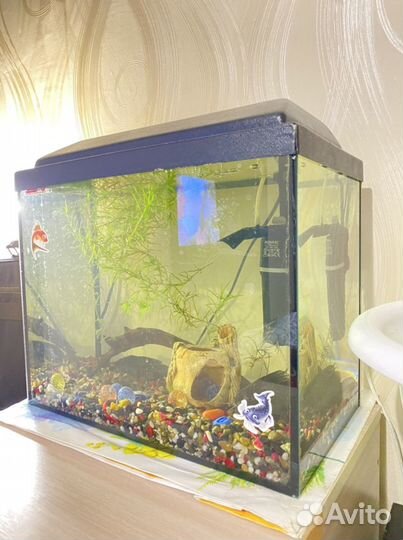 Аквариум