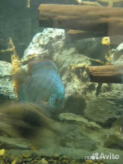 Аквариум с рыбами 