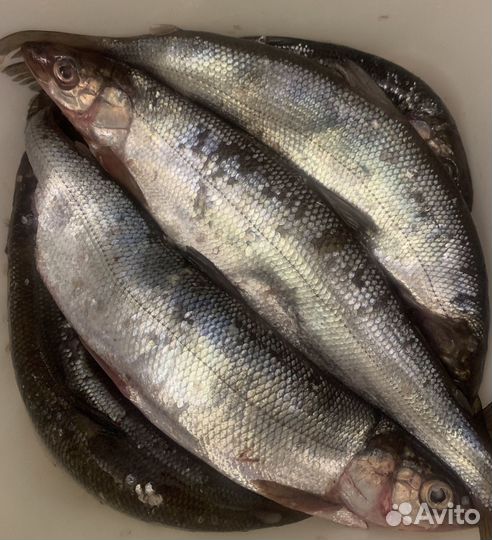 Омуль свежий