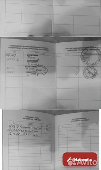 Продам корги