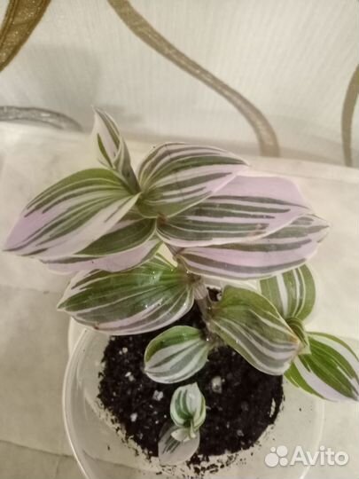 Традесканции сортовые