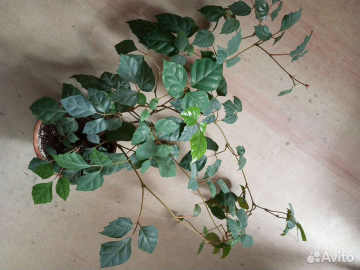 Циссус березка комнатная