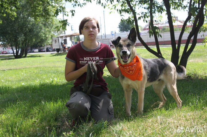 Собака в добрые руки