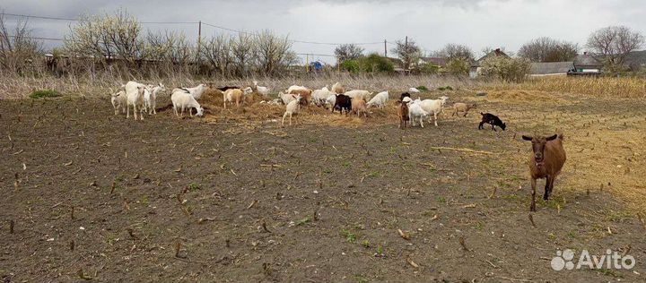 Продам коз или меняю