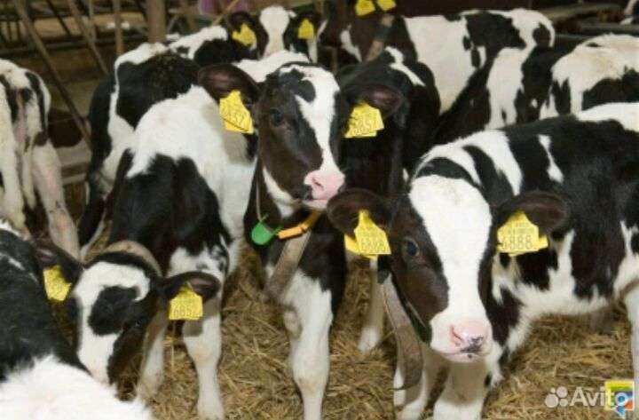 Телята бычки