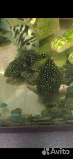 Анциструс 144,184 обмен