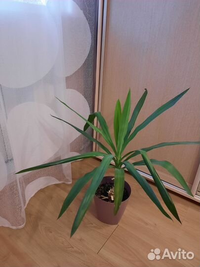 Юкка низкорослая