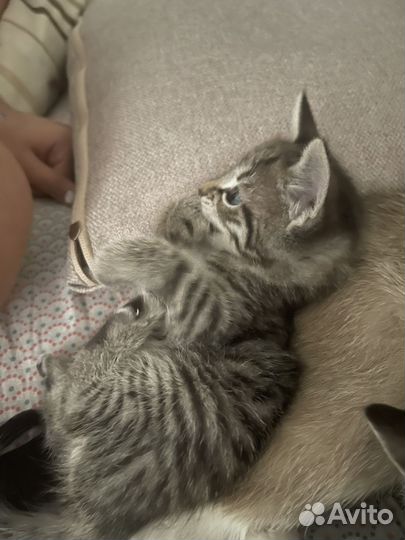 Котятки в добрые руки