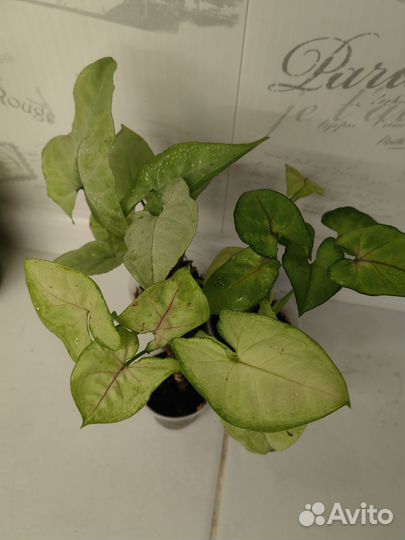 Алоказии, Синнгониум, филодендрон, монстера