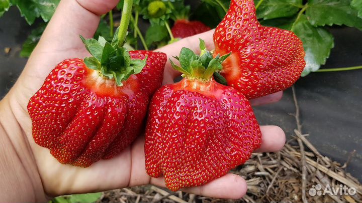 Саженцы рассада клубники Азия