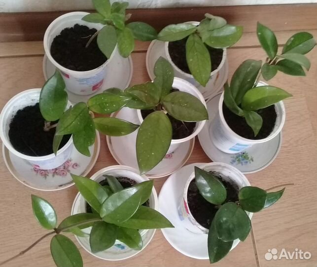 Хойя, молодые растения