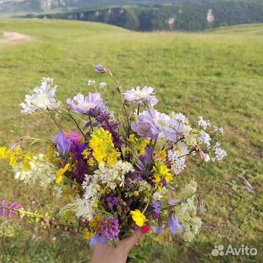 Мед Горный с Кавказа