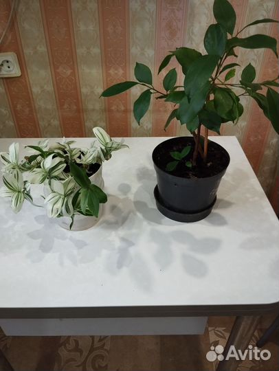 Комнатные цветы