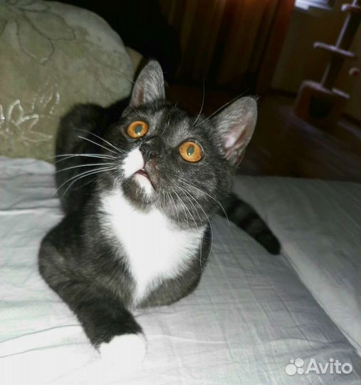 Котик по имени Каспер