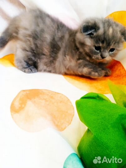 Продаю шотландских котят