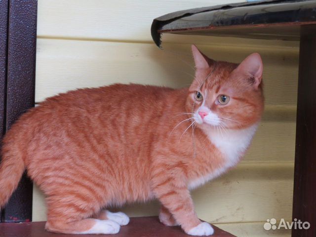 Бывшедомашний рыжий кот ищет дом объявление продам