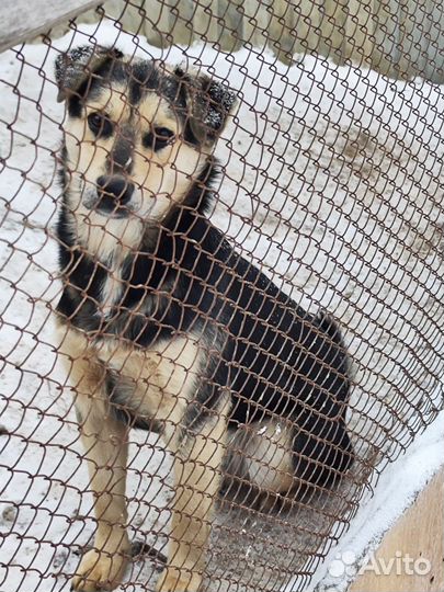 Кобель ищет дом