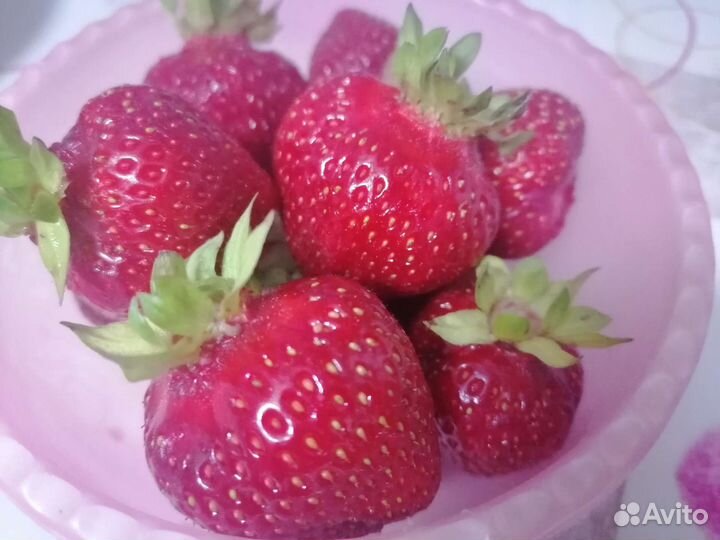 Саженцы, укоренённые усики клубники Фестивальная