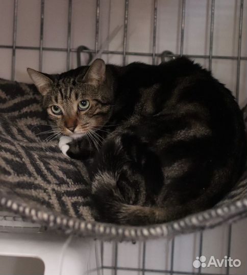 Котик-пацифист в поисках своего дома