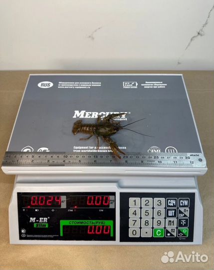 Раки живые, раки свежие, раки в наличии 9.03