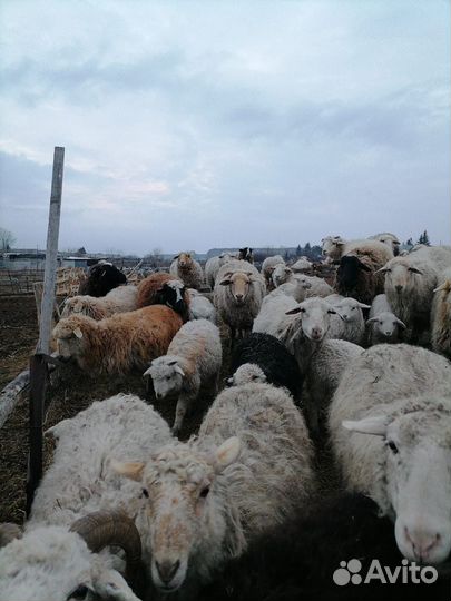 Мясо баранина