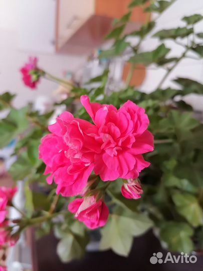 Пеларгония герань