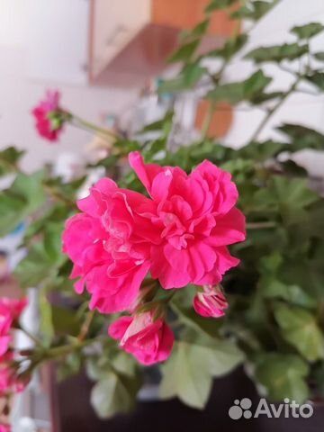 Пеларгония герань