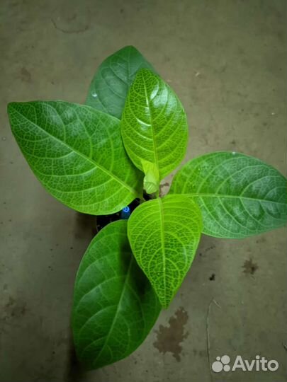 Диффенбахия,псевдоэрантериум,монстера