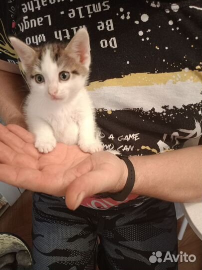 Отдам котенка