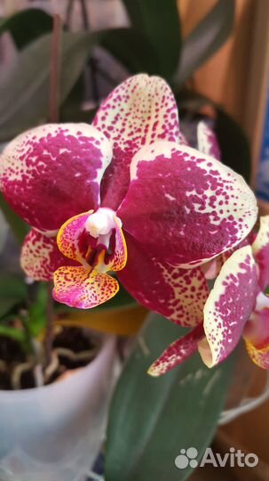 Орхидея Фаленопсис Добавляю
