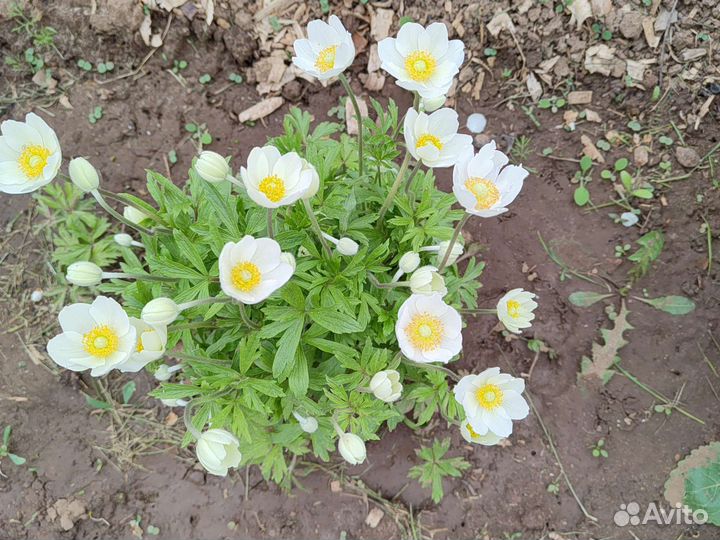 Рассада многолетних цветов