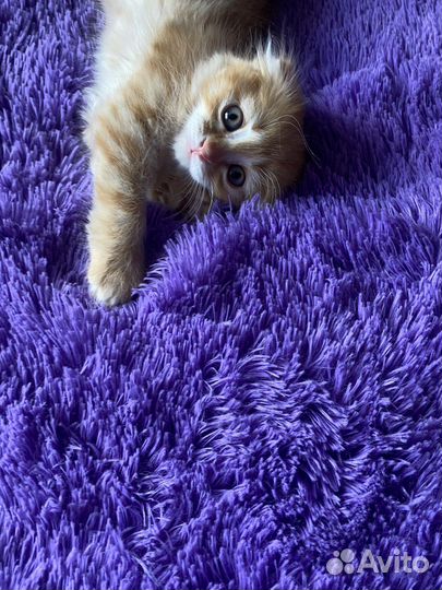 Кошка в дар