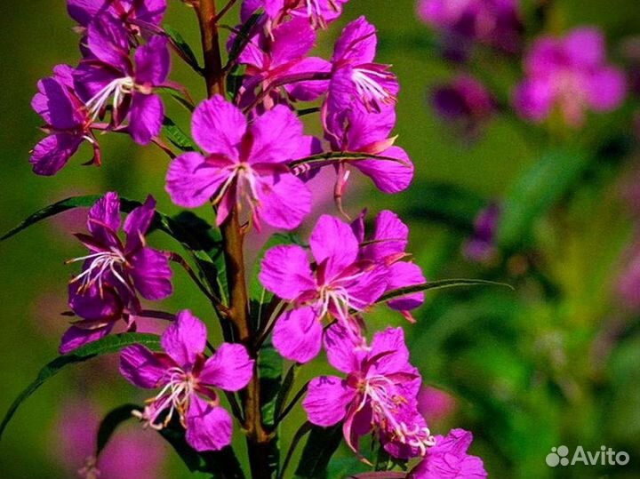 Иван-чай 1кг кипрей дикорос, сохранённая польза