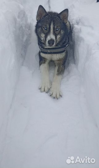 Метис Хаски