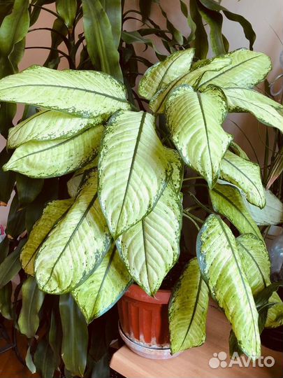 Диффенбахия камилла