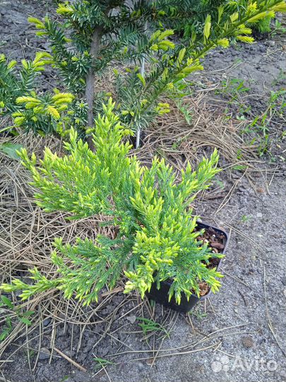 Саженец можжевельника