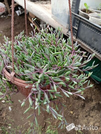 Крестовник роули