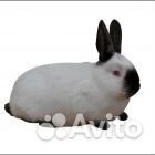 Кролики крупных пород