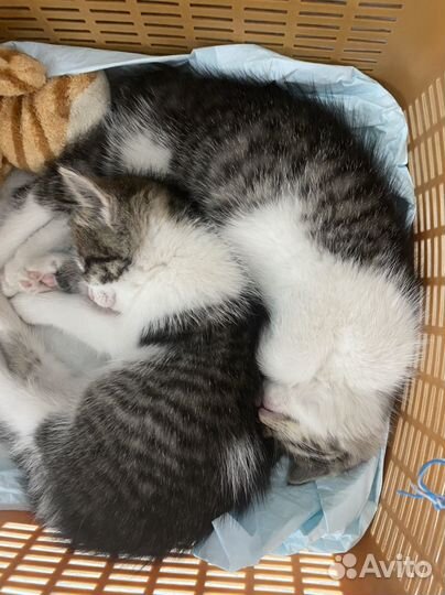 Котята в добрые руки