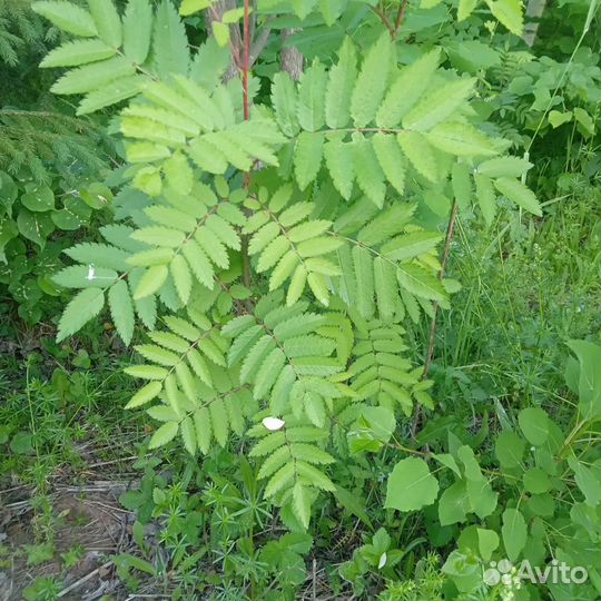 Саженцы липы, рябины, клена, ольхи, березы