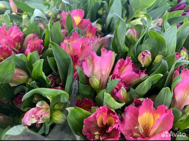 Цветы альстромерия