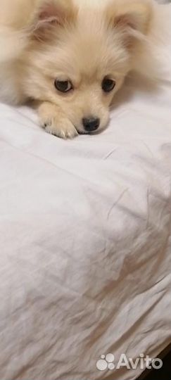 Мини шпиц девочка