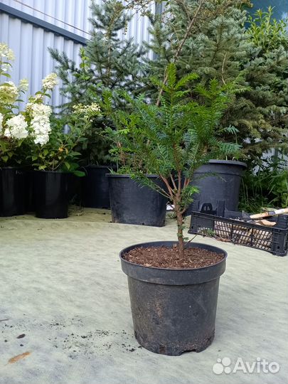 Тис ягодный