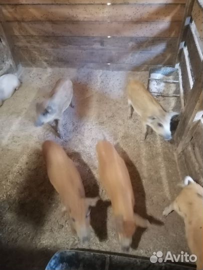 Продам поросят