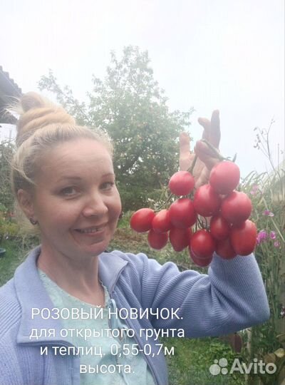 Рассада помидор