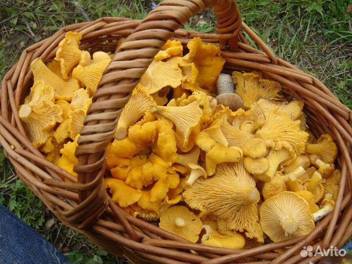 Черника, брусника, клюква