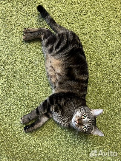 Кот Василий ищет частный дом