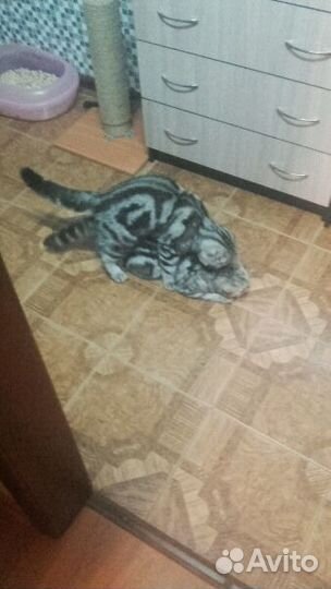 Шикарный вислоухий кот на вязку