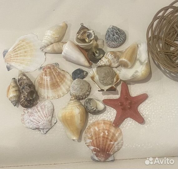 Ракушки и морская звезда в корзиночке
